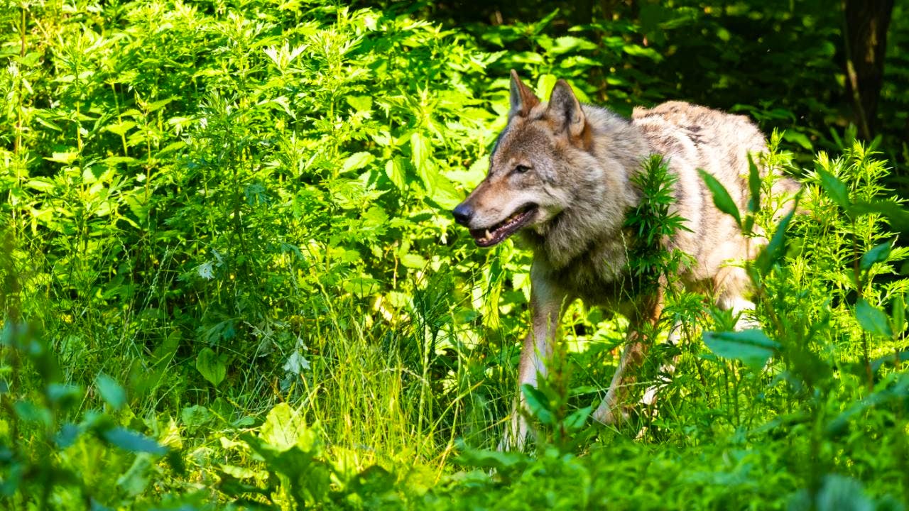 Large carnivores. Wolf kills donkey in Mesocco - now the pack is to bleed