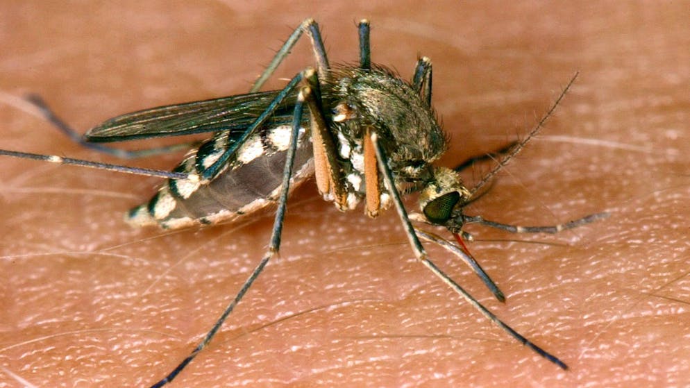 Transmission by mosquitoes. West Nile virus claims more and more victims in southern Europe