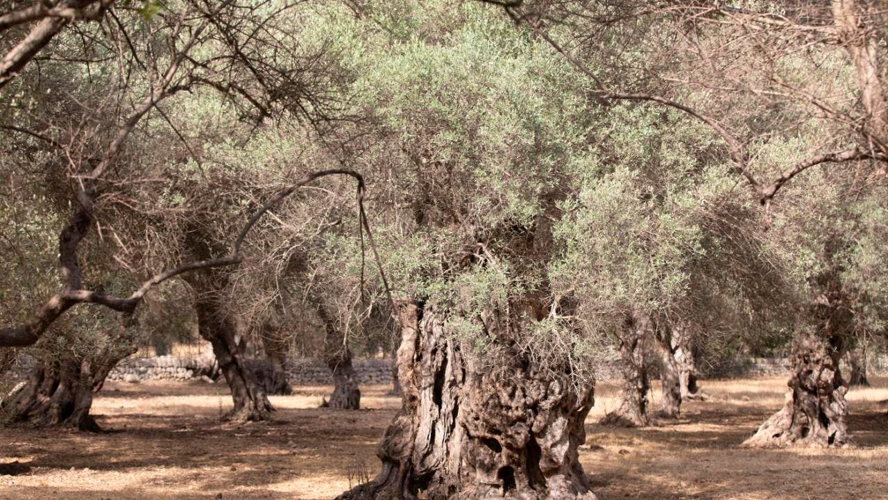Spain. Water shortage on Mallorca: municipality turns off the tap