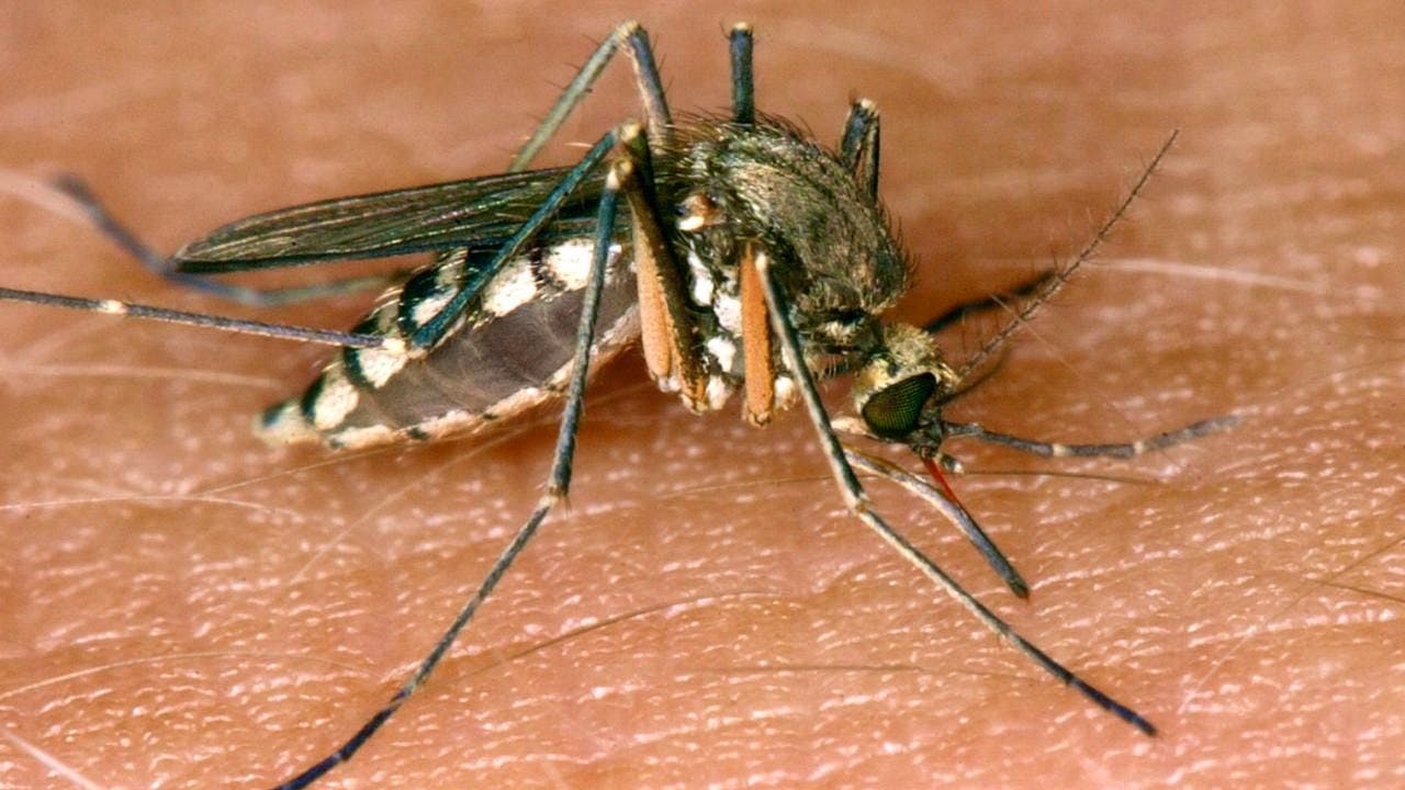 Germany. At least nine deaths in Italy from West Nile virus since January