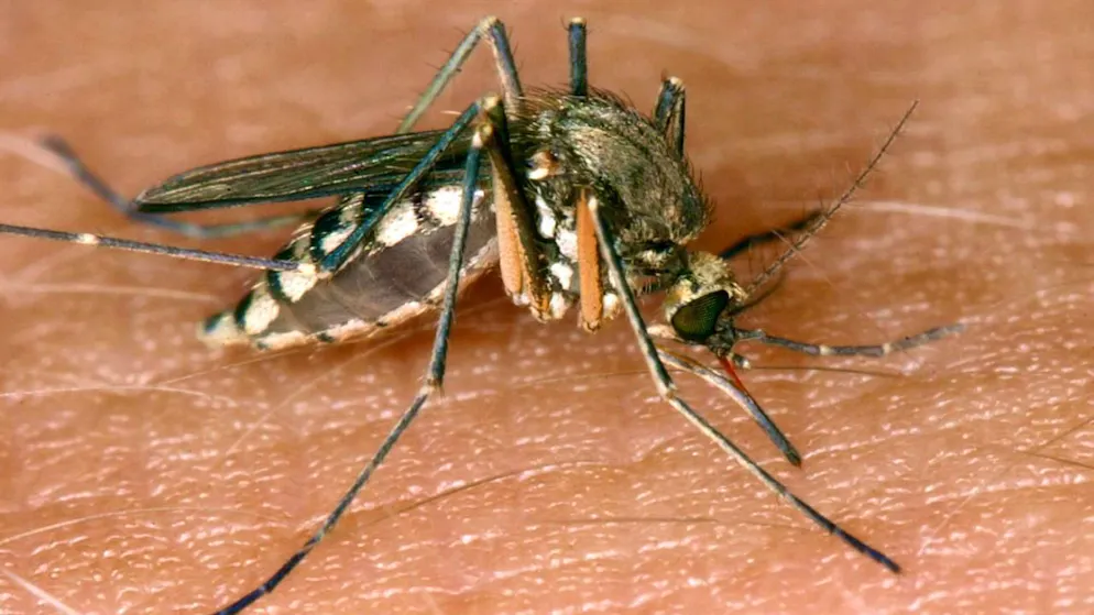 Transmitted by mosquitoes. At least nine deaths in Italy from West Nile virus since January