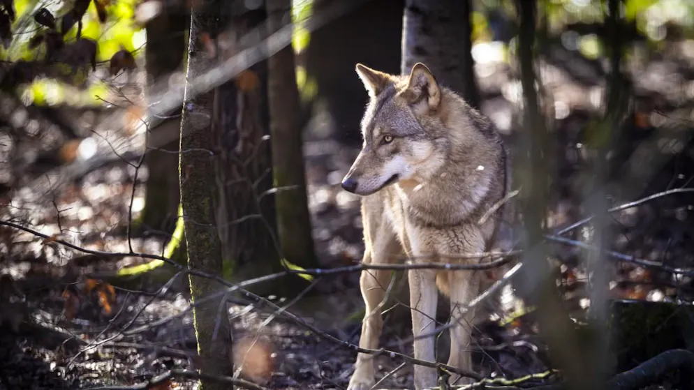 Gli attacchi da parte del lupo a equini rimangono rari. Ad oggi nel Canton Grigioni se ne contano otto. (immagine simbolica)