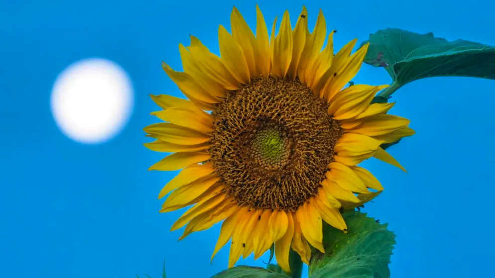 ARCHIVE - The moon stands next to a sunflower in the morning shortly after sunrise. Photo: Thomas Warnack/dpa