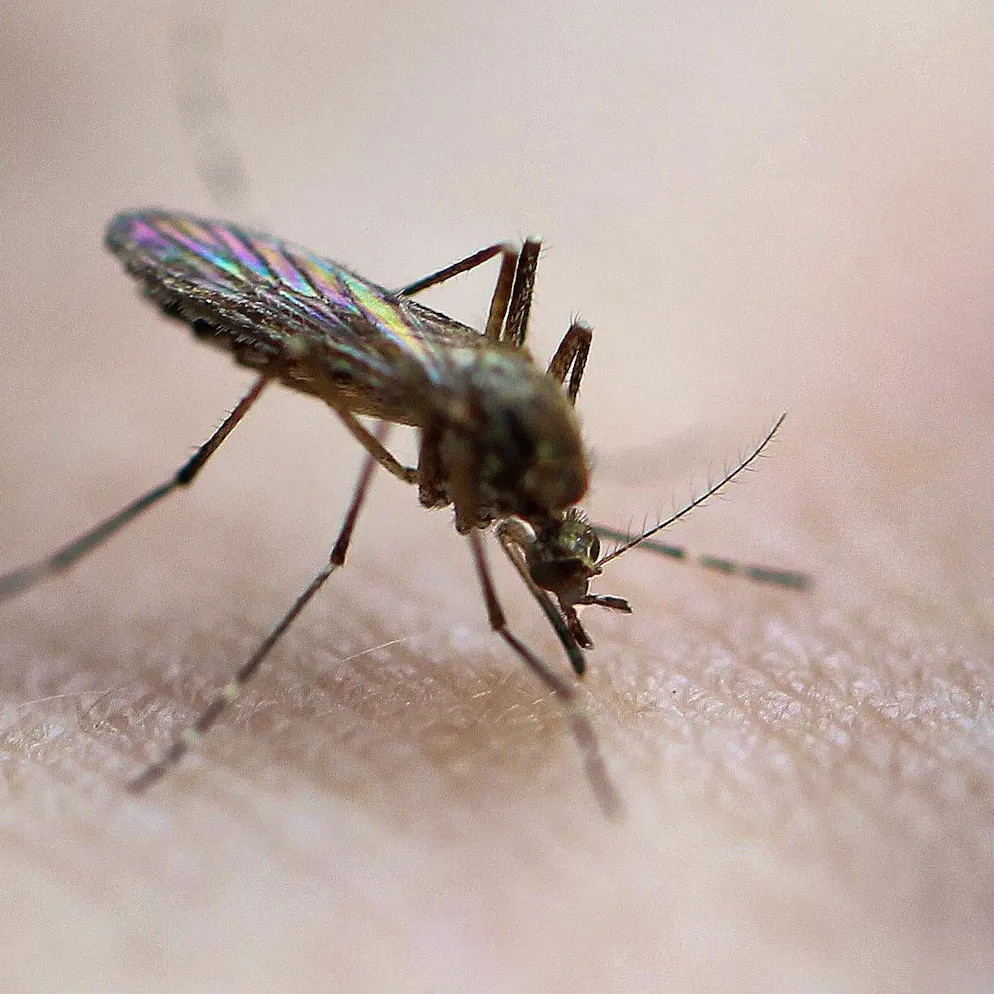 Mücken-Forschung. Wirst du häufiger als andere gestochen? Das ist der Grund