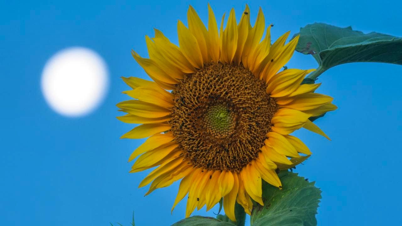 International. Report: Nasa plans nuclear reactor on the moon