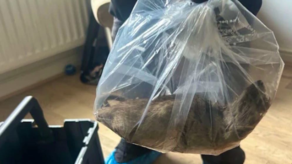 Political dispute erupts. Over half a meter long - giant rat shocks northern England