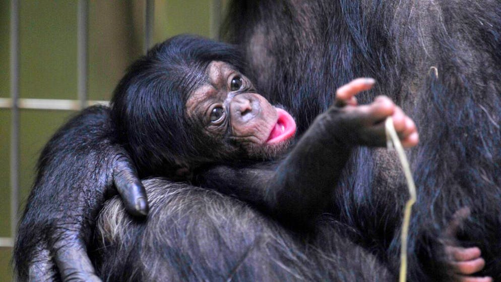 Étude. Les chimpanzés héritent du style de communication de leur mère