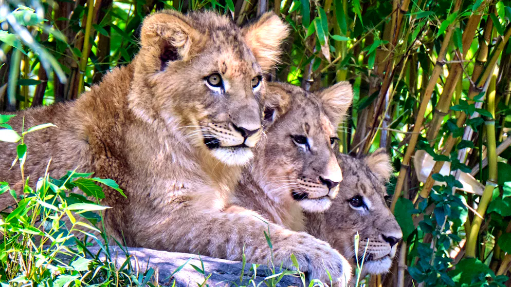 Scoppia la polemica. Uno zoo danese chiede animali domestici vivi per nutrire i suoi predatori