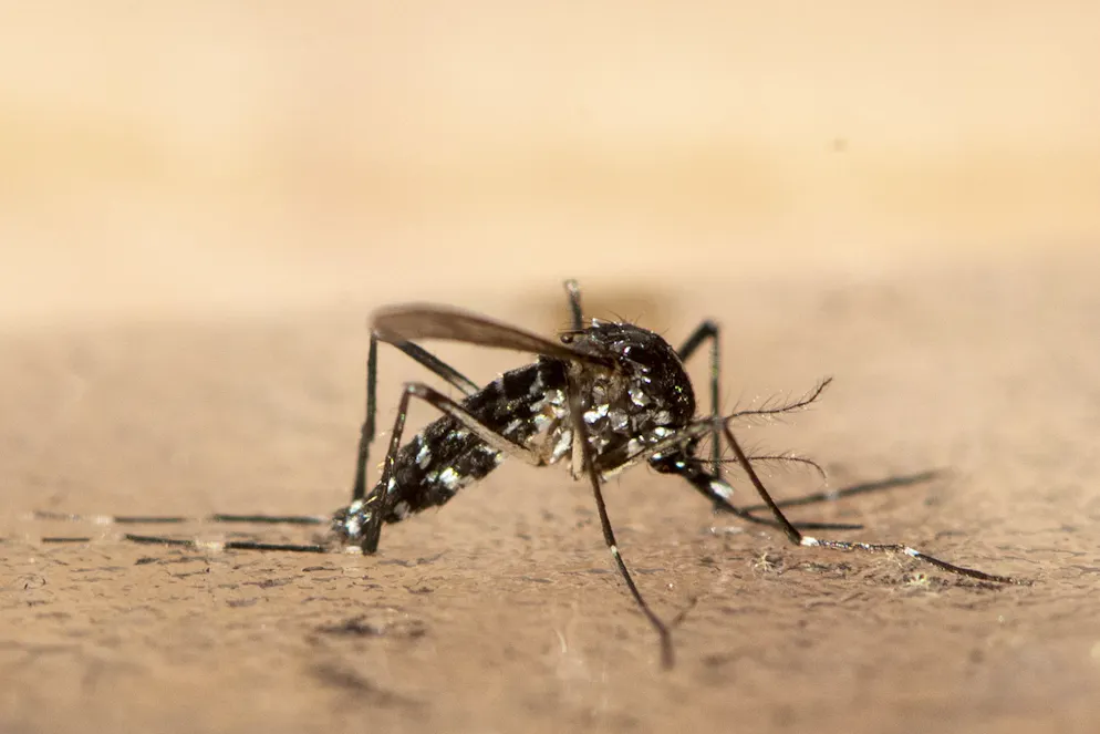 In Basel-Stadt wurde erstmals das Dengue-Virus in einer Asiatischen Tigermücke nachgewiesen. (Archivbild)