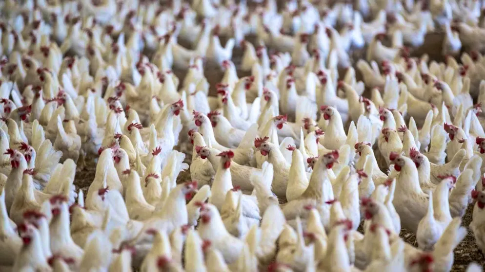 17,000 broiler chickens were killed in a fire in Ramsen. The barn burned down completely. (symbolic picture)