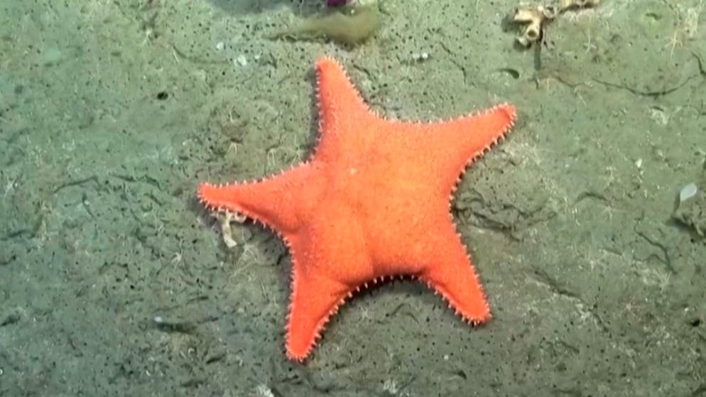 Livestream from the deep. Why a simple starfish is currently inspiring the whole world