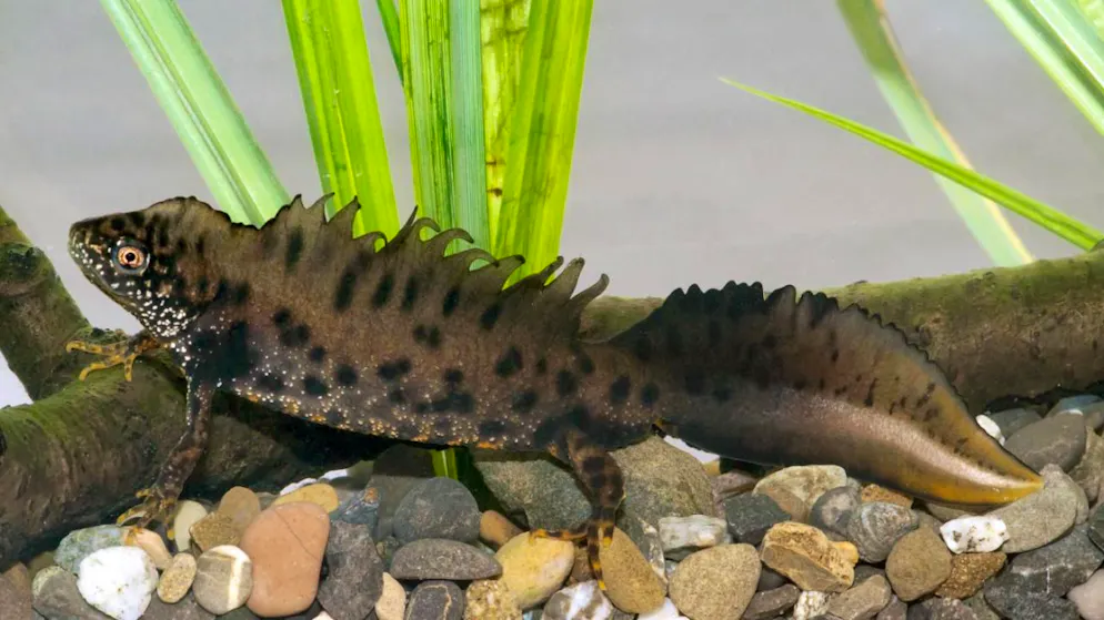 Biodiversità. A Neuchâtel riscoperto il tritone crestato nella Grande Cariçaie, si dava estinto da 20 anni