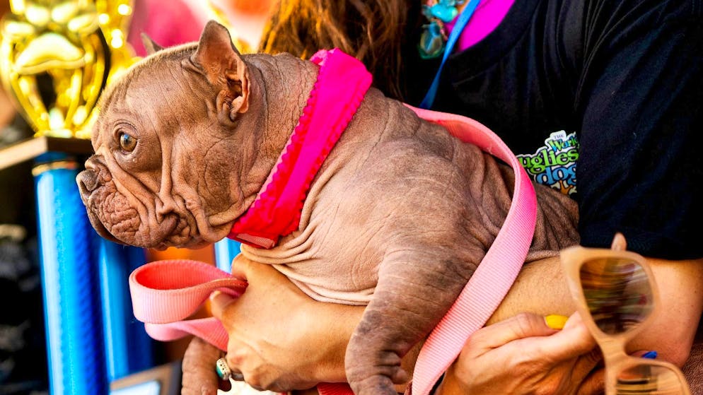 Guarda la gallery. Ecco Petunia, il «cane più brutto del mondo»