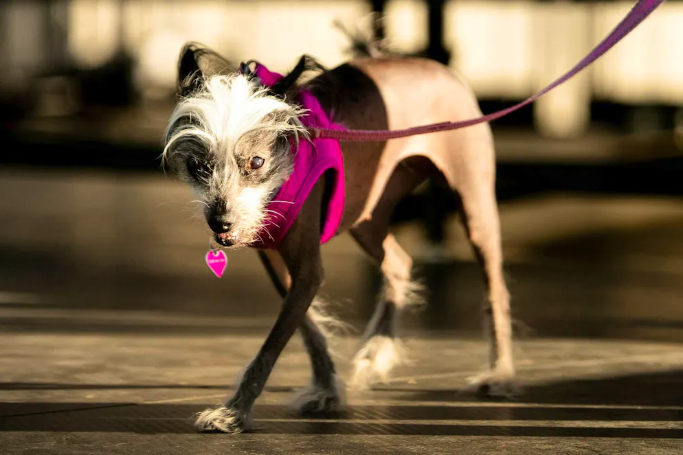 Hairless Petunia is the 