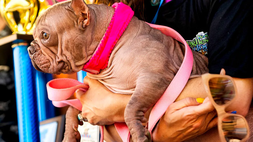 Haarlos und Glubschaugen. Das ist Petunia – der «hässlichste Hund der Welt»