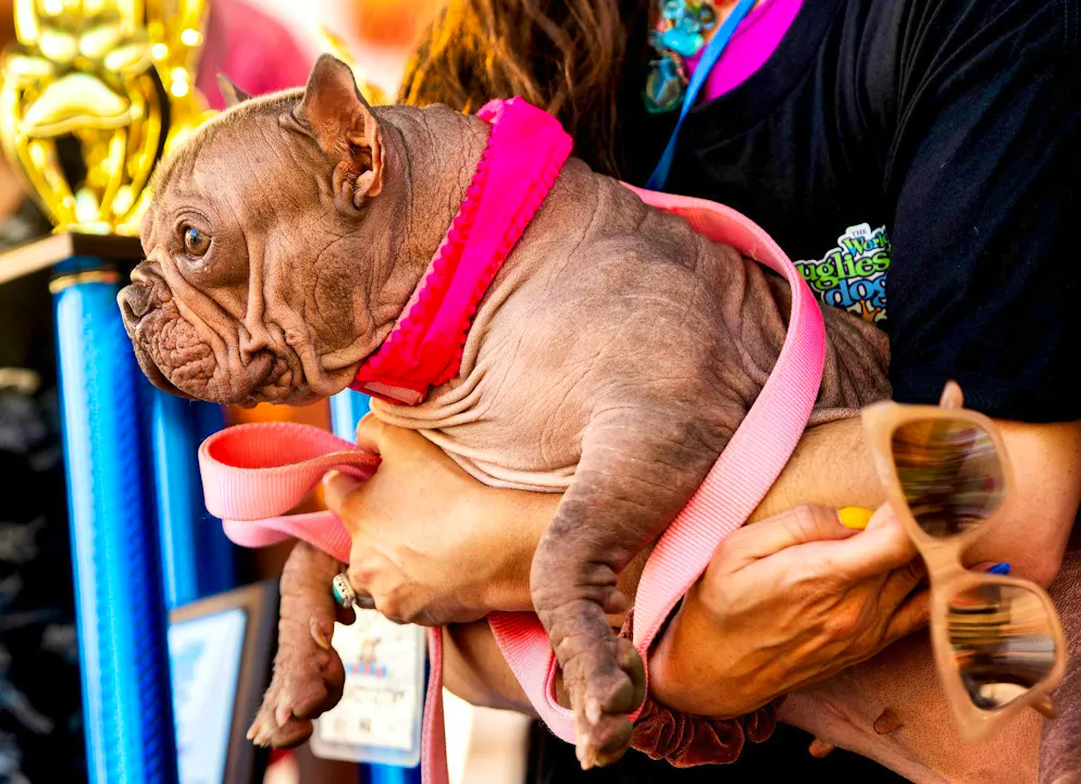 Hairless Petunia is the 