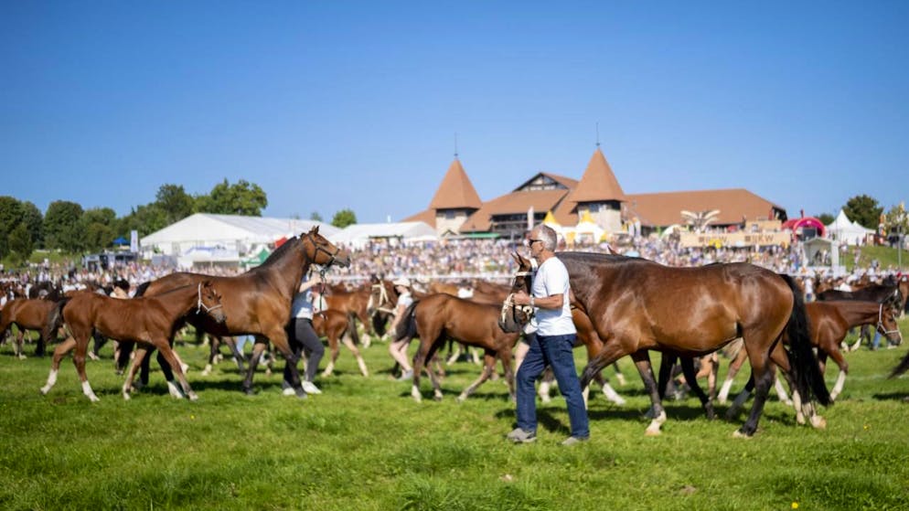 Bei strahlendem Sonnenschein. Bis zu 50'000 Besuchende an Marché Concours in Saignelégier JU