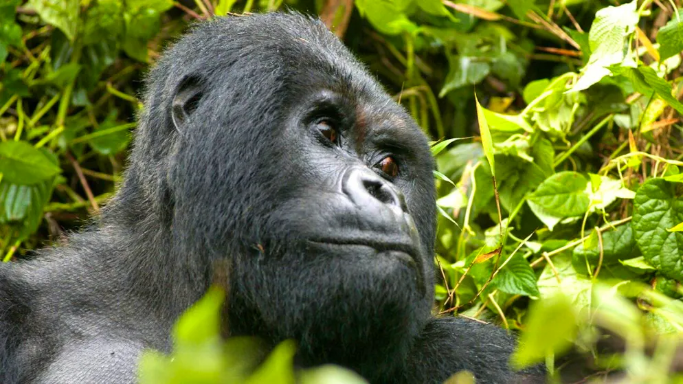 Eine Studie untersuchte das Geschlechterverhältnis bei Berggorillas. (Archivbild)