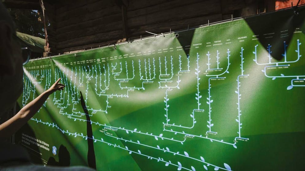 Svelato in Vallese. Un imponente albero genealogico ripercorre le tracce dei Walser