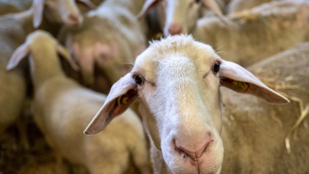 Ecco quali. Tre malattie animali sono attentamente monitorate da Berna