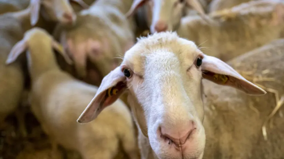 La malattia della lingua blu o febbre catarrale ovina provoca febbre, infiammazione delle mucose, claudicazione e aborti. (Imagine simbolica)