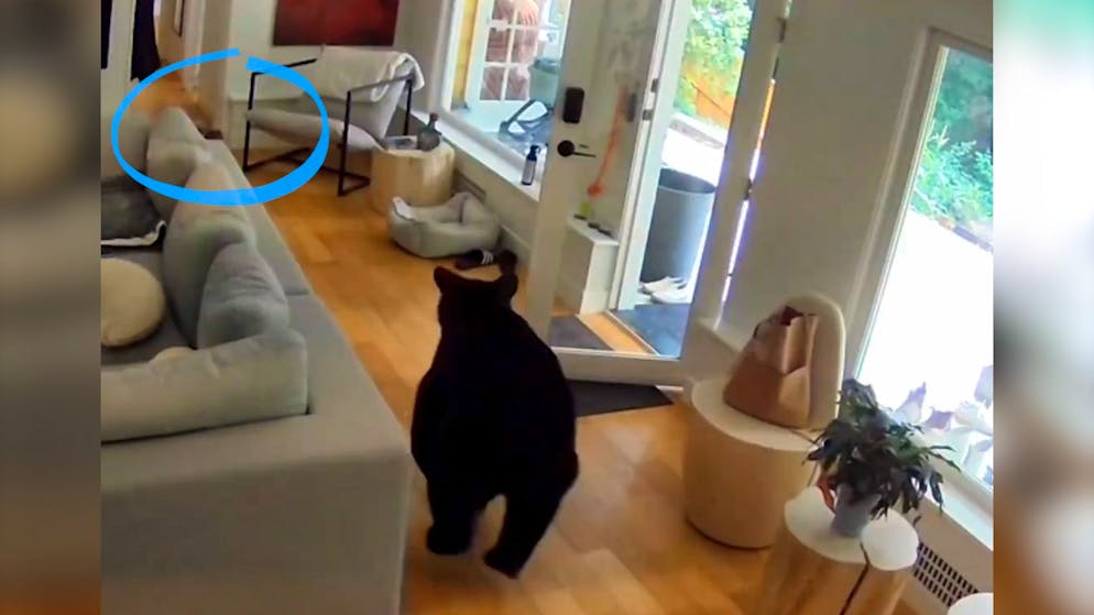 Video geht viral. Bär stürmt Haus – doch damit hat er nicht gerechnet