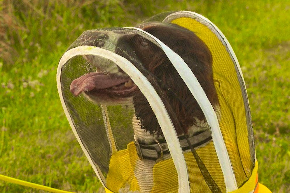 How Maple the dog saves sick honey bees | blue News