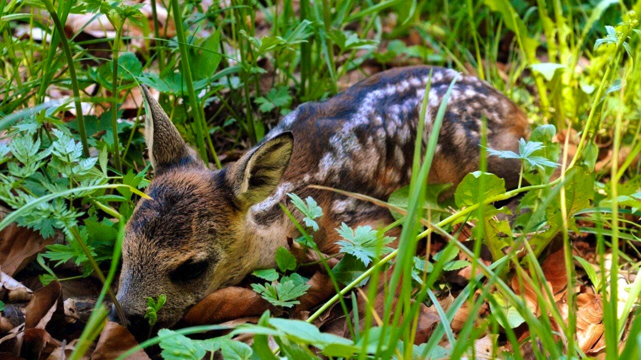 Landwirtschaft. Drohnen retten rund 6500 Rehkitze vor dem Mähertod