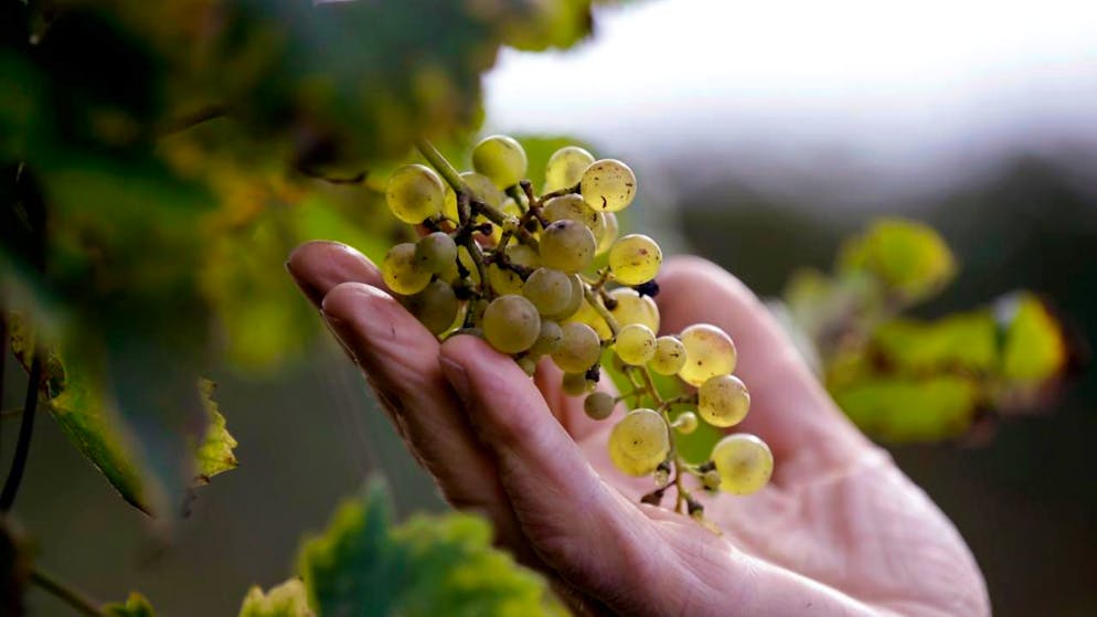 Esportazioni. Italia: l'export sale del 4,9% annuo a giugno, spinta dagli USA