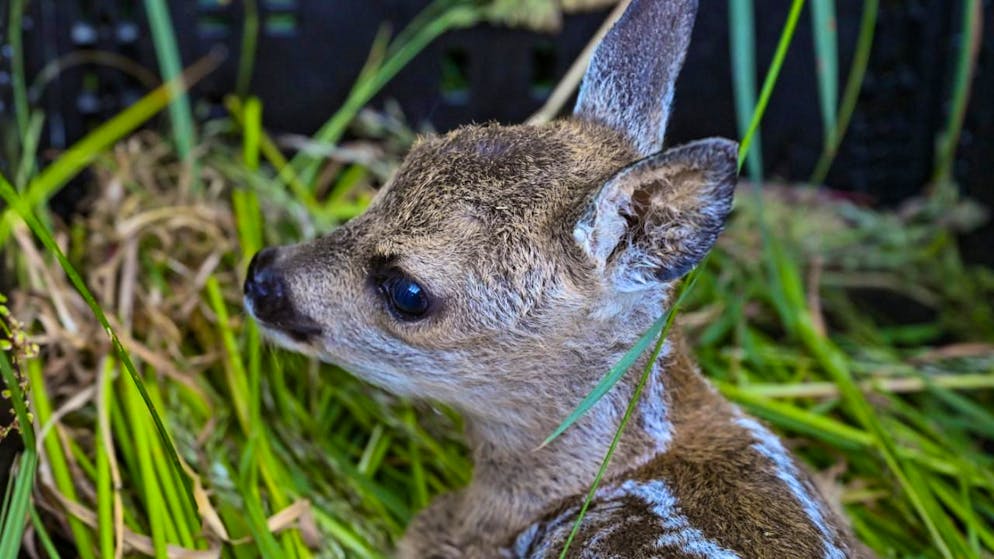 Un anno da record in Svizzera. 6'500 caprioli salvati dallo sfalcio grazie ai droni dei volontari