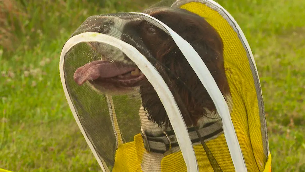 Spaniel with protective suit. How dog Maple rescues sick honey bees