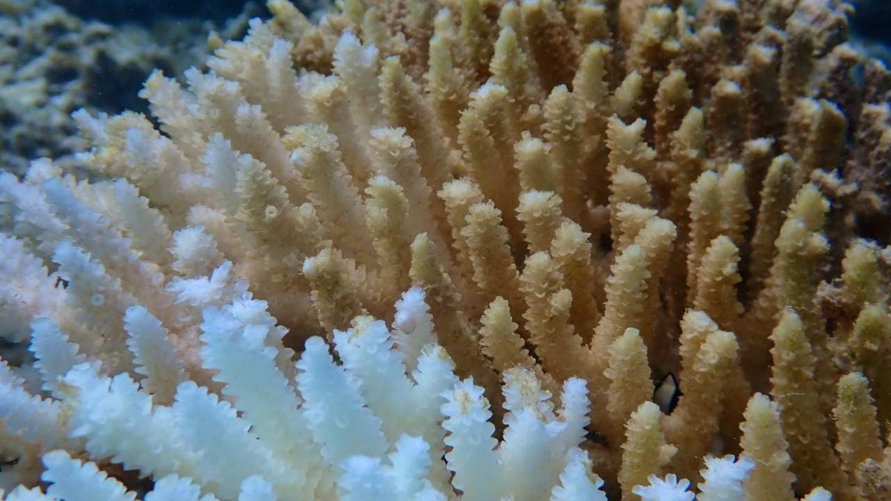 Latest news. Heat stress: Record coral bleaching off Western Australia