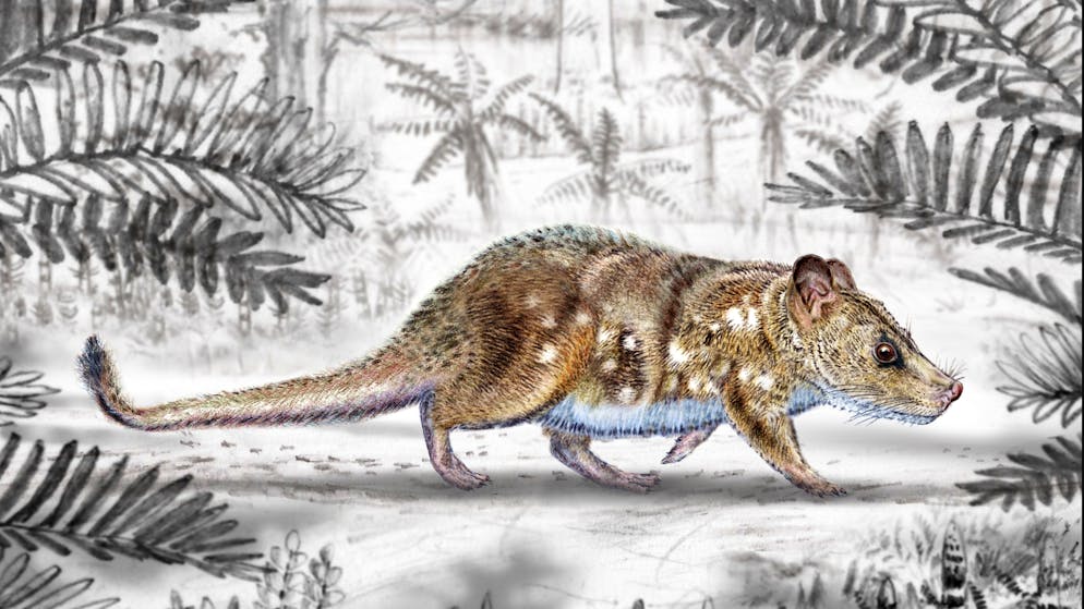 Inconnu jusqu'ici. Découverte au Chili: ce mammifère vivait au temps des dinosaures!