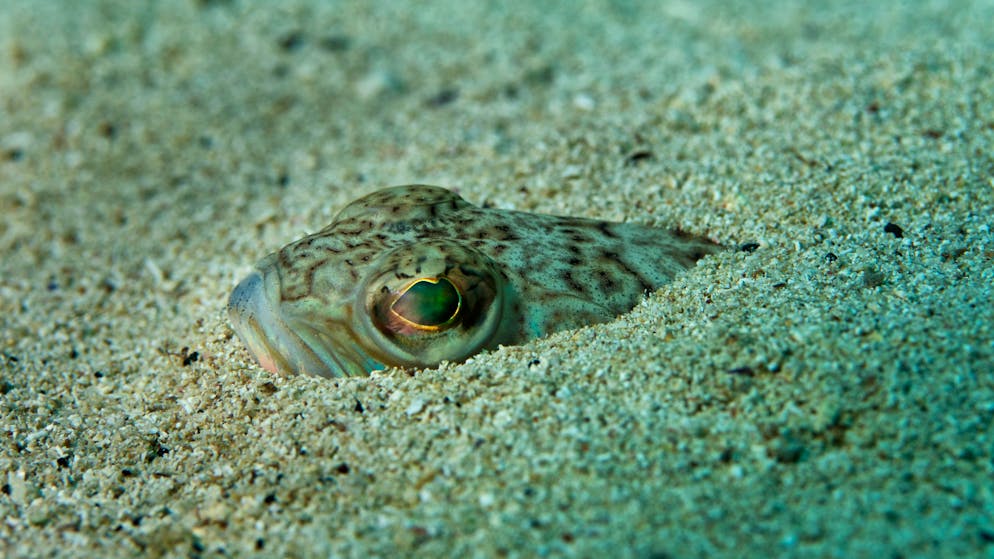 Piccolo, ma velenoso. Il pesce ragno scompiglia le vacanze in Grecia: decine di segnalazioni di punture