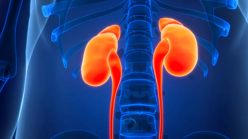 Etude internationale. Les œstrogènes protègent les reins des femmes