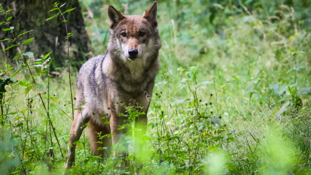 ARCHIV - Ein ausgewachsener weiblicher Wolf steht in seinem Gehege im Tierpark. Foto: Christian Charisius/dpa