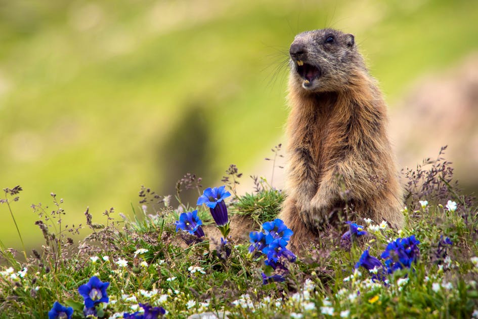 Munggen avoid the heat - | until they can no longer