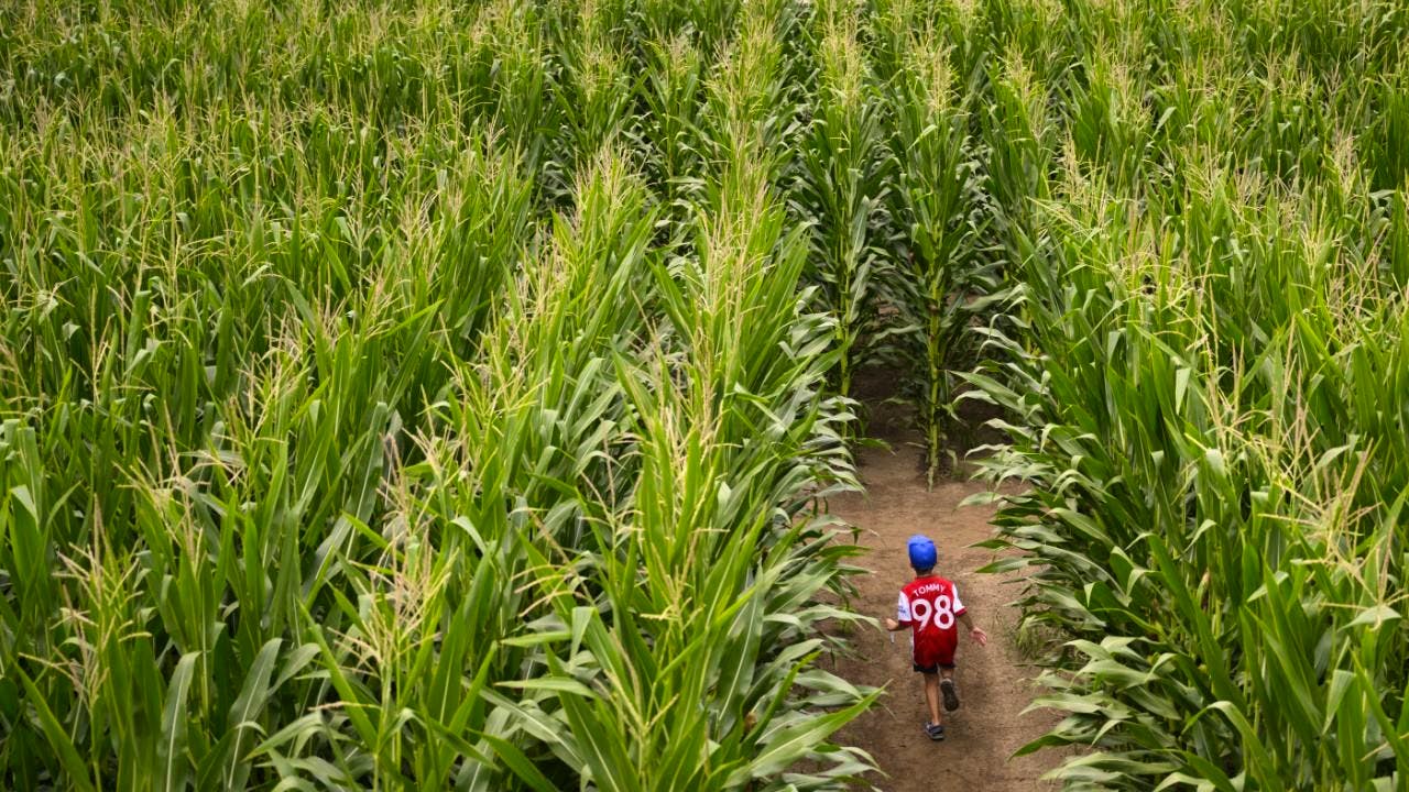 Biologie. Maispflanzen senden bei Schädlingsbefall SOS-Signale an Nachbarn