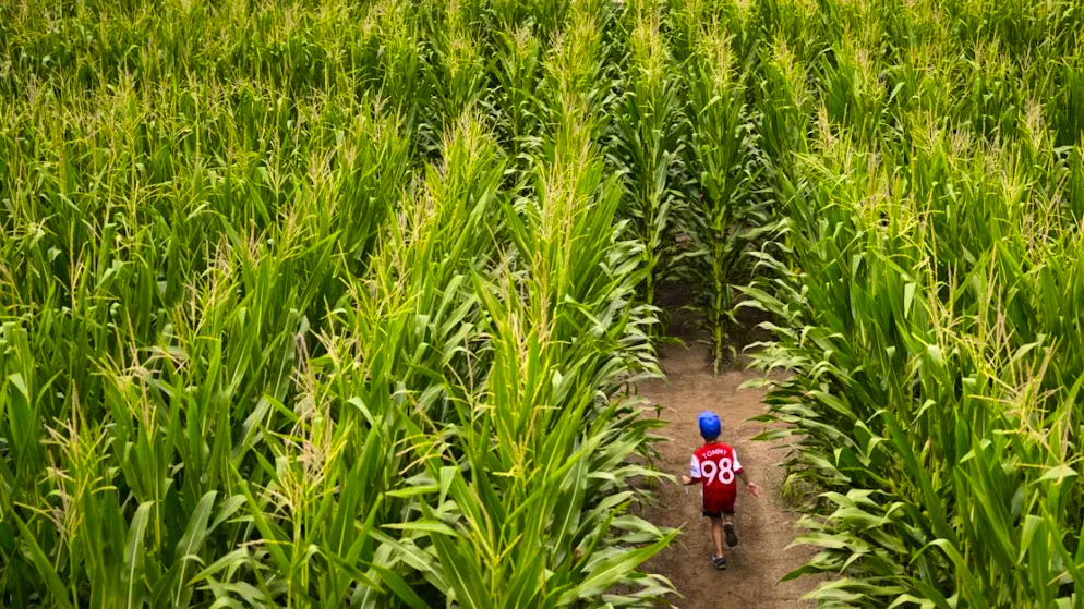 According to a new study, plants in densely planted maize fields communicate with each other. (archive image)