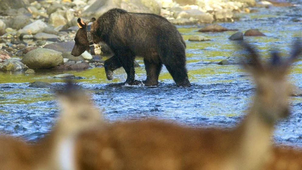 Du sang sur les arbres. Un randonneur tué par un ours dans le nord du Japon