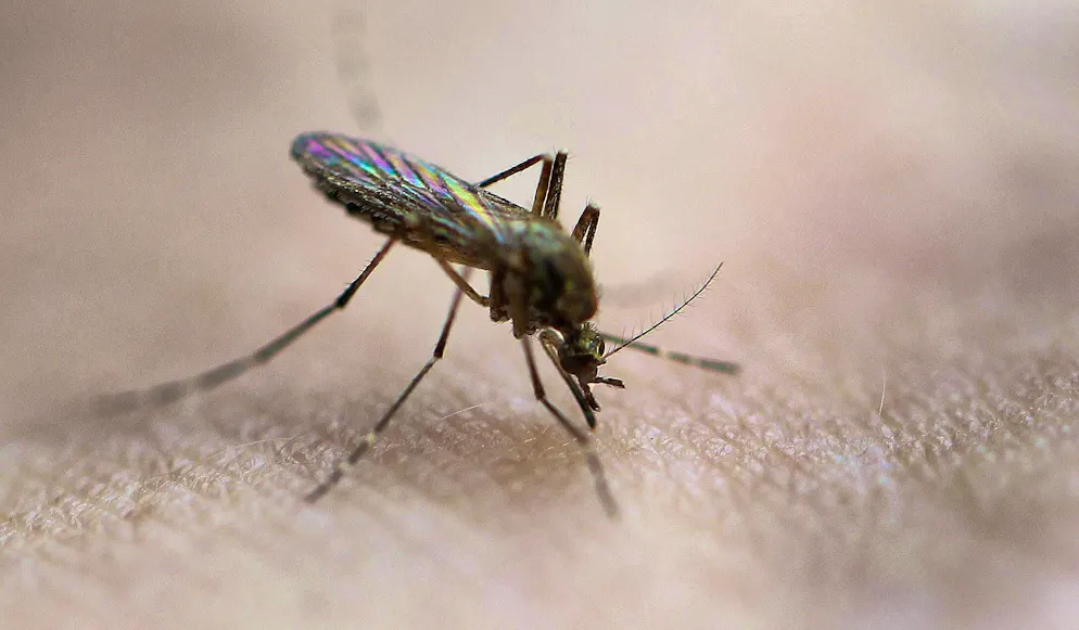 Mosquitoes prefer certain blood groups, research shows.