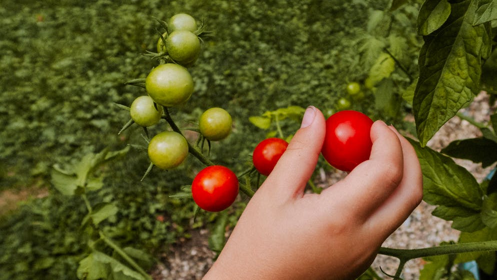 Kolumne. Warum mir meine dreckigen Fingernägel Hoffnung machen