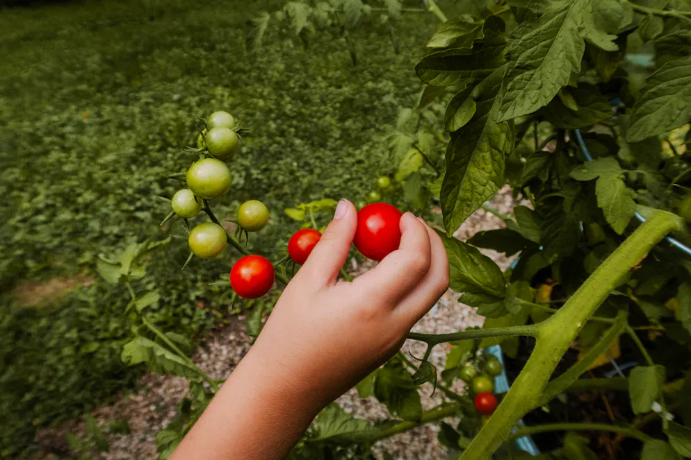 Garten-Kolumne: Warum mir meine dreckigen Fingerngel Hoffnung machen |  blue News