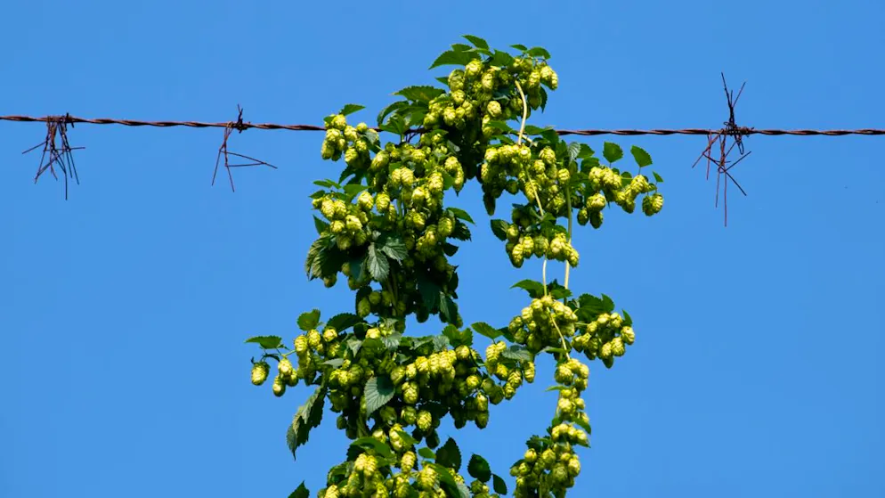 Bayern: Hopfen wächst auf einem Feld. (Archivbild)