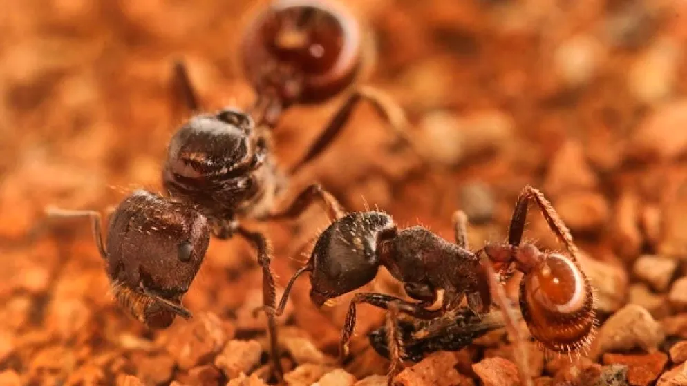 Queen and worker? The fate of the ant species Pogonomyrmex apparently depends on whether it received unfertilized eggs as food or not.
