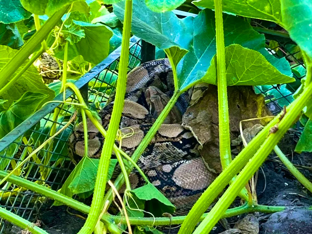 A woman in the German town of Herford found a boa constrictor in her compost heap.