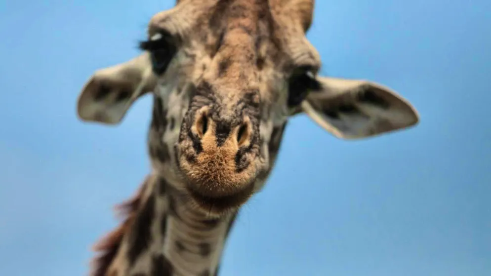 There are now officially four different species of giraffe. (archive picture)