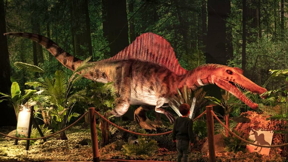 Like the Spinosaurus. New dinosaur species with skin sail discovered