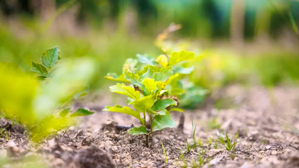 According to the Myclimate Foundation, projects to combat climate change have recently experienced turbulent times. (archive picture)