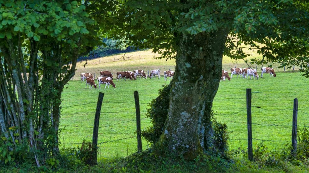 «Cari escursionisti...». Turista taglia il filo spinato su un'alpe mettendo in pericolo il bestiame